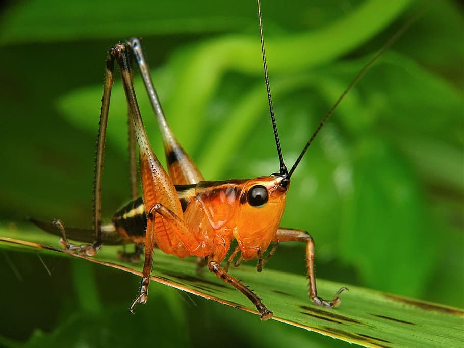 Grasshopper, katydid, locust, praying, mantis, insect, nature, wildlife ...