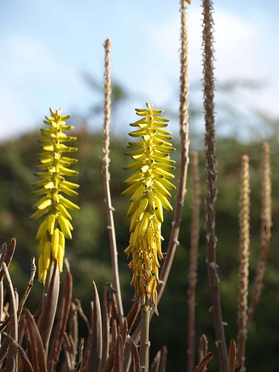 Blossom, bloom, aloe vera, agave, flora, nature, tropics, tropical