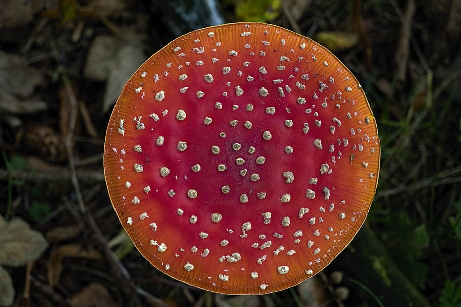 Matryoshka, red fly agaric mushroom, screen, mushrooms, forest, garden ...