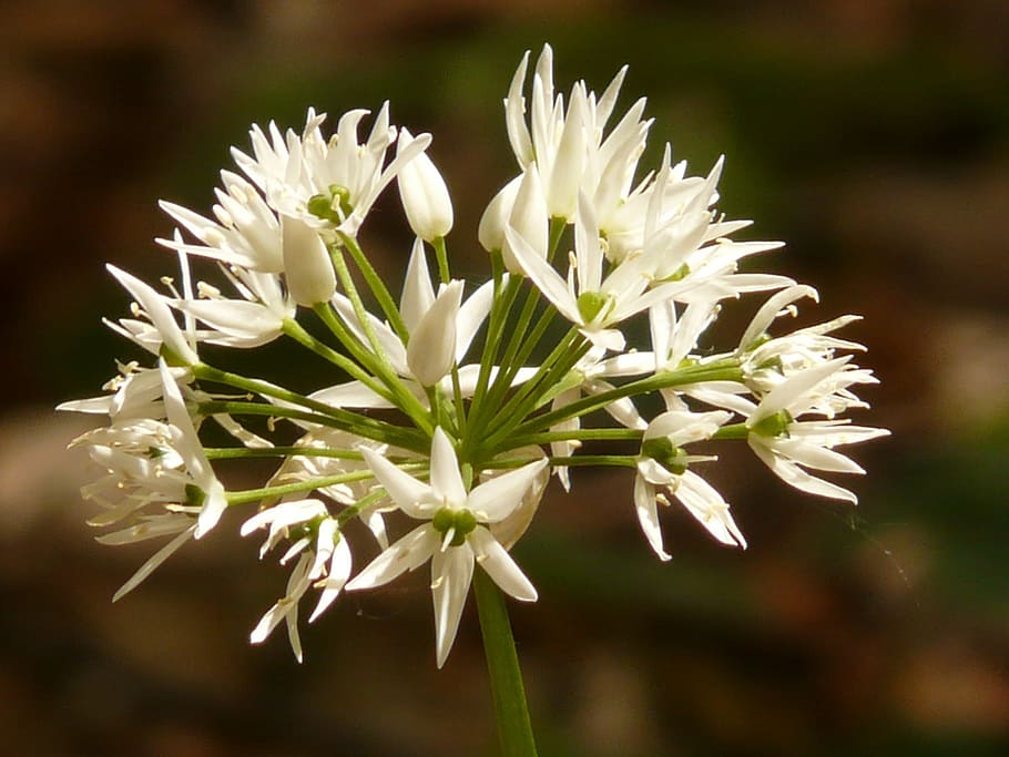 กระเทียมของหมี, ดอก, เบ่งบาน, ปลูก, ขาว, allium ursinum, อัลลีเมีย, พืชป่า, ฤดูใบไม้ผลิ, ผักขมกระเทียม, กระเทียมป่า, กระเทียมไม้, หัวหอมแม่มด, ฤดูใบไม้ผลิยิปซี, Ramsen, Waldherre, กินได้, พืชผัก, สมุนไพร, พืชสมุนไพร, กลิ่นกระเทียมเหม็นรส, วอลล์เปเปอร์ HD