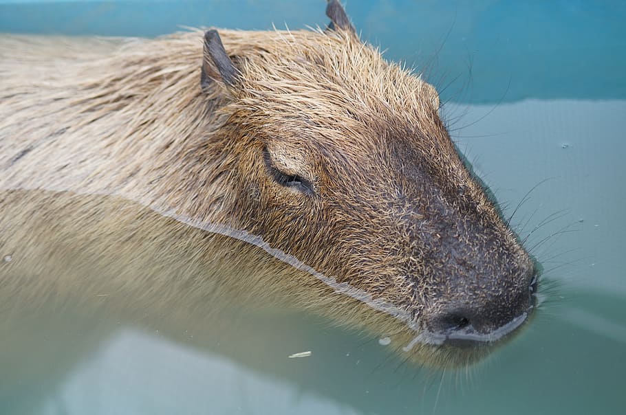 capybara, เก็บเกี่ยวเนินเขา, ของฉัน, วอลล์เปเปอร์ HD