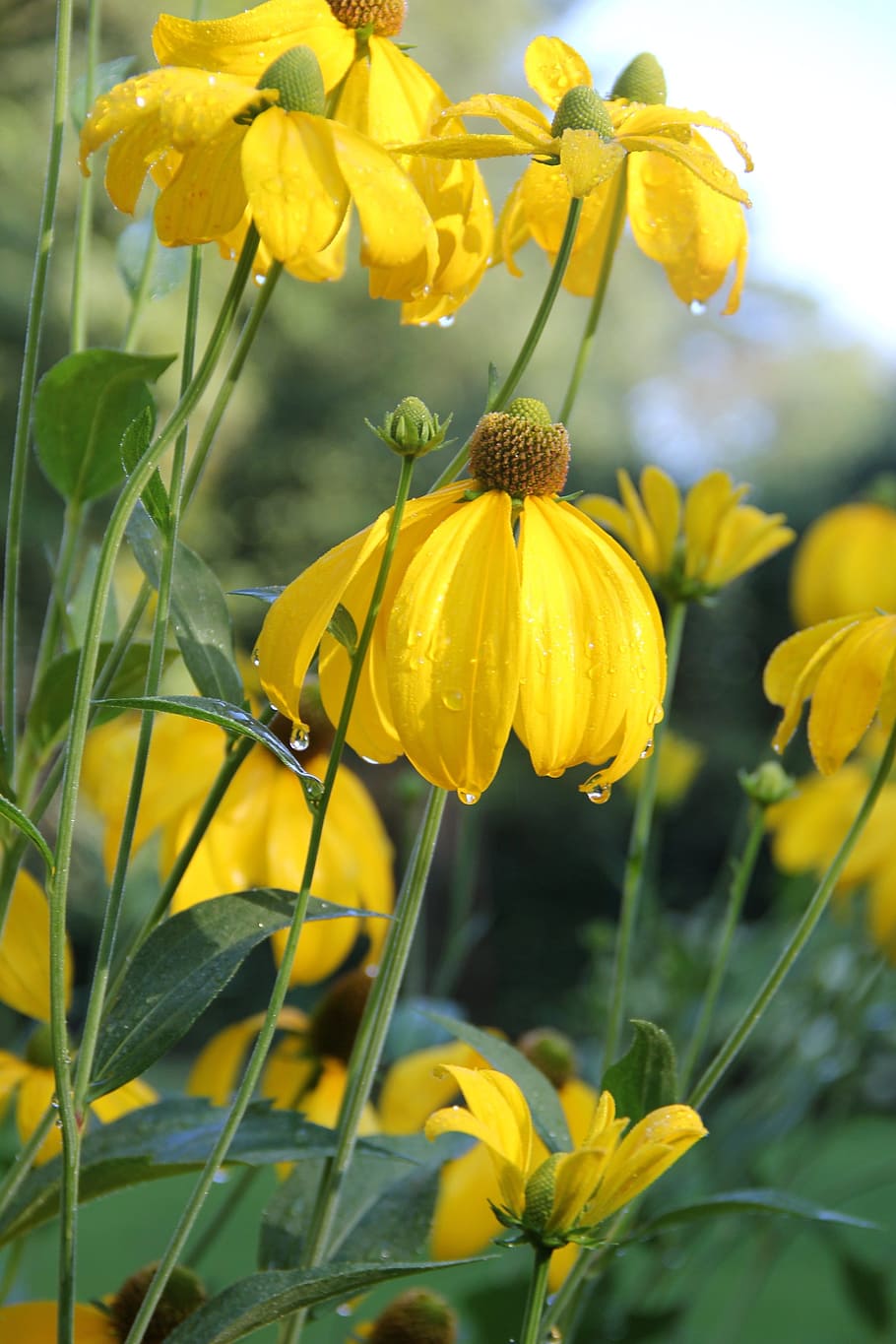 Sun brews, helenium, summer, blossom, bloom, flower, HD wallpaper ...