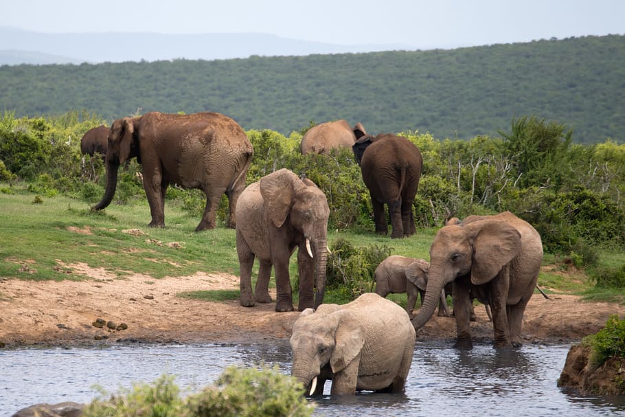 กลุ่มช้างน้ำดื่มช้างอาบน้ำสัตว์ป่าแอดโดแอฟริกาใต้น้ำหญ้าต้นไม้, วอลล์เปเปอร์ HD