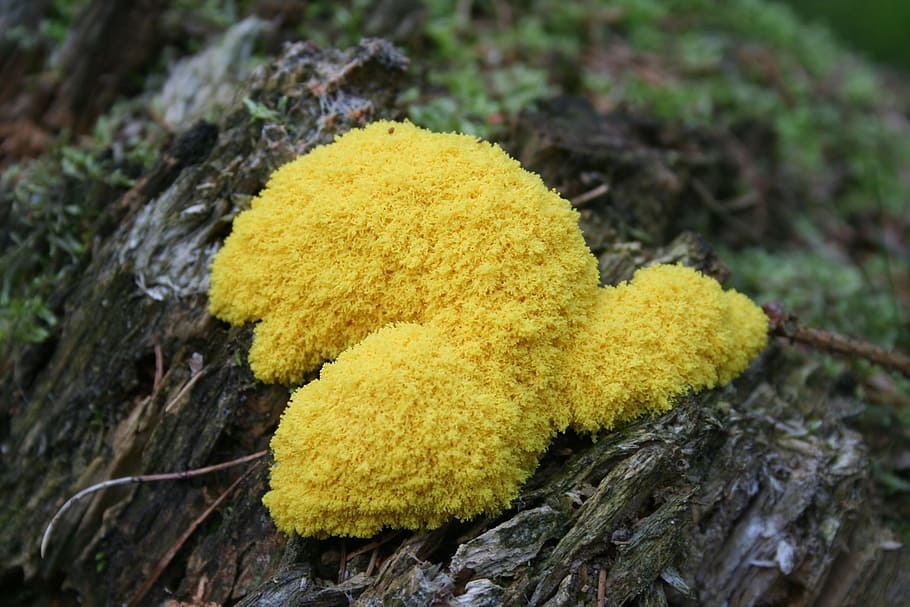 Witch's butter, mushroom, slime mold, yellow, nature, mushrooms, forest ...