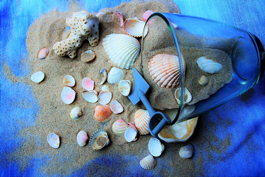เปลือกหอยต่างๆบนทรายสีน้ำตาล, มหาสมุทร, สีน้ำเงิน, วันหยุด, เปลือกหอย, ร้อน, กุ้ง, ใกล้ชิด, สี, แปลกใหม่, ธรรมชาติ, เปลือกหอย, หอยเชลล์, ทราย, บนชายหาด, เปลือกหอยจำนวนมาก, น่าสนใจ, พื้นหลัง, หาดทราย, ความบันเทิง, ของที่ระลึก, วันหยุด, เปลือกสีขาว, มาก, ชายหาด, เครื่องประดับ, ส่วนที่เหลือ, ความสงบของจิตใจ, รูป, โครงสร้างของ, ความเกียจคร้าน, ทัศนียภาพ, ถ้วย, โปร่งใส, การตกแต่ง, เดสก์ทอป, คอลเลกชัน, ผ้าบาติก, สนุก, สี, มองโลกในแง่ดี, วอลล์เปเปอร์ HD