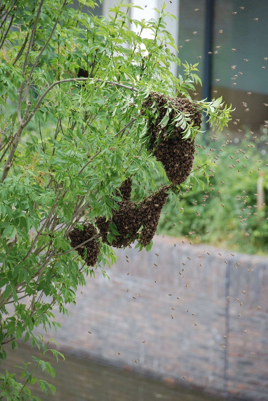ผึ้งฝูงผึ้งฝูง, วอลล์เปเปอร์ HD, วอลเปเปอร์โทรศัพท์