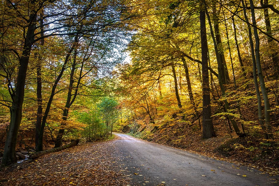 Road under trees taken at daytime, forest, fall foliage, forest path ...