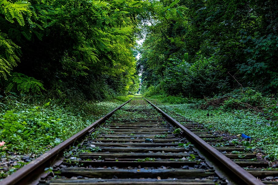 nature, forest, industry, rails, abandoned, forest, industry, nature, overgrown, railroad, rails, straight, track, HD wallpaper