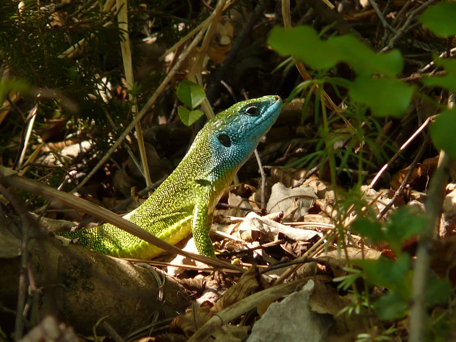 Emerald lizard, lizard, reptile, animal, fauna, creature, nature ...