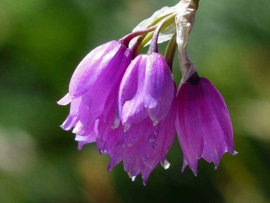 Purple flowers, piedmont leek, flower, blossom, bloom, pink, purple ...