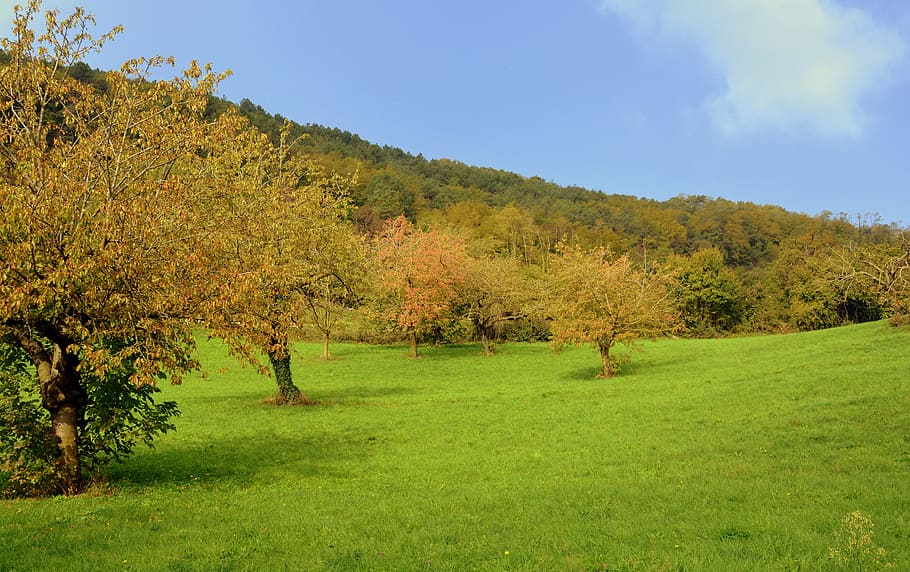 Prato, trees, green, nature, mountain, landscape, HD wallpaper ...