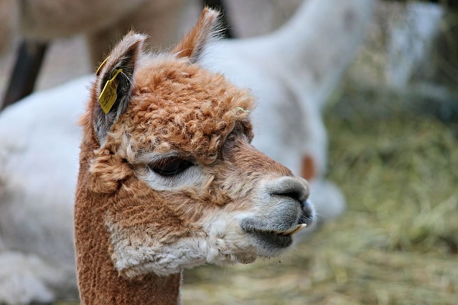 Selective focus photography of llama, alpaca, brown, young, lama, camel