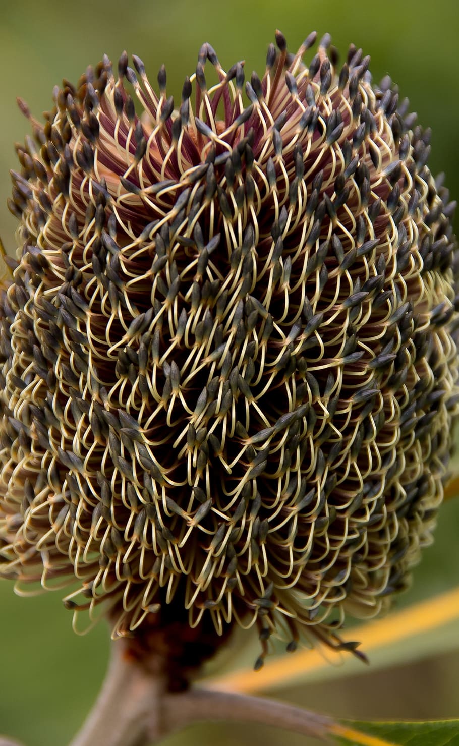 banksia robur, pantano banksia, flor, nuevo, apertura, australia ...