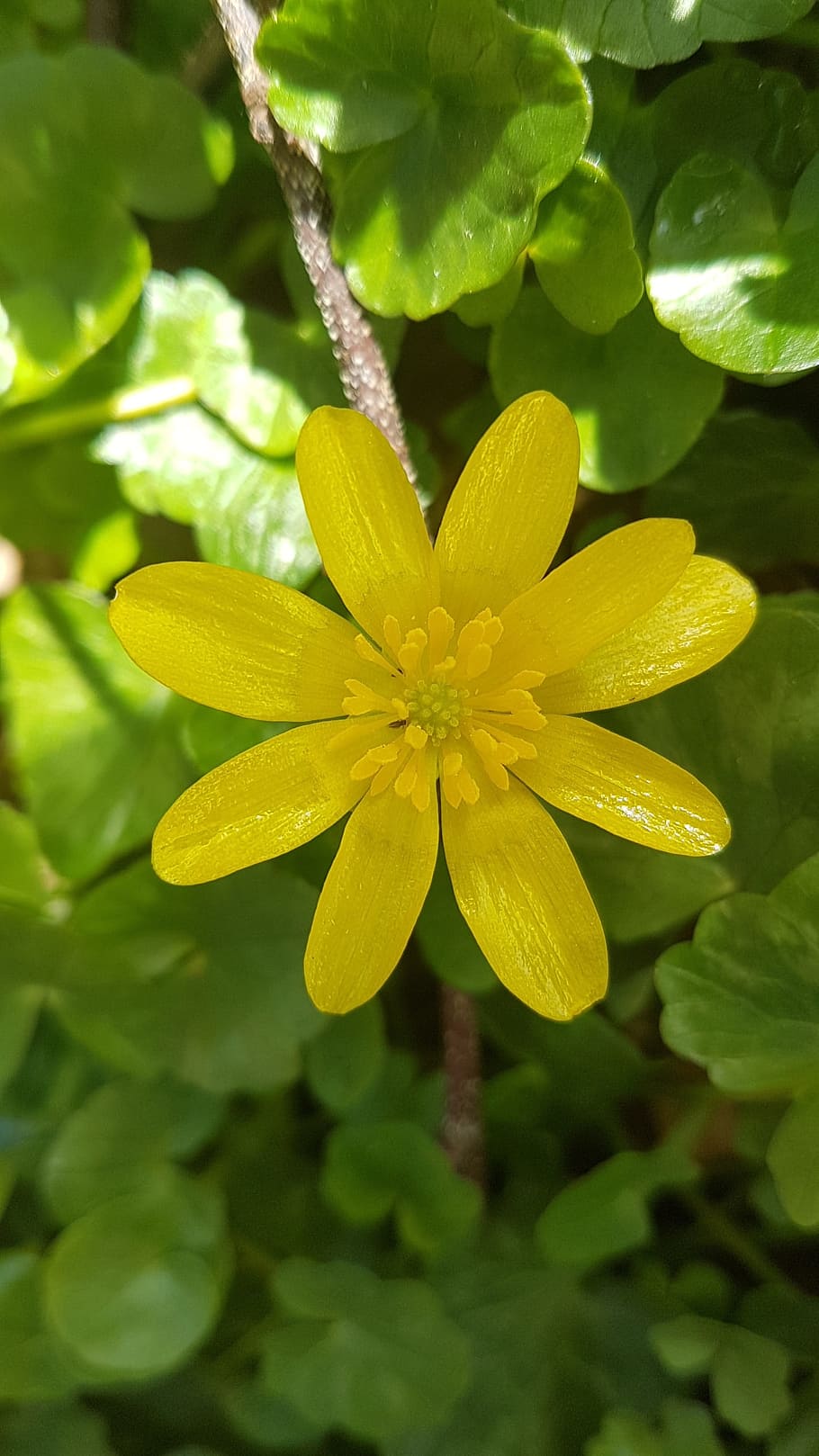 Buttercup, Yellow, Bloom, Spring, Flower, freshness, nature, fragility, leaf, beauty in nature, HD wallpaper