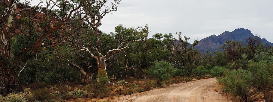 ชนบทห่างไกลของออสเตรเลีย, เทือกเขาหินเหล็กไฟ, ระยะไกล, ต้นไม้ที่ตายแล้ว, เป็นหมัน, ภูเขา, ชนบท, แห้ง, ทัศนียภาพ, งดงาม, วอลล์เปเปอร์ HD