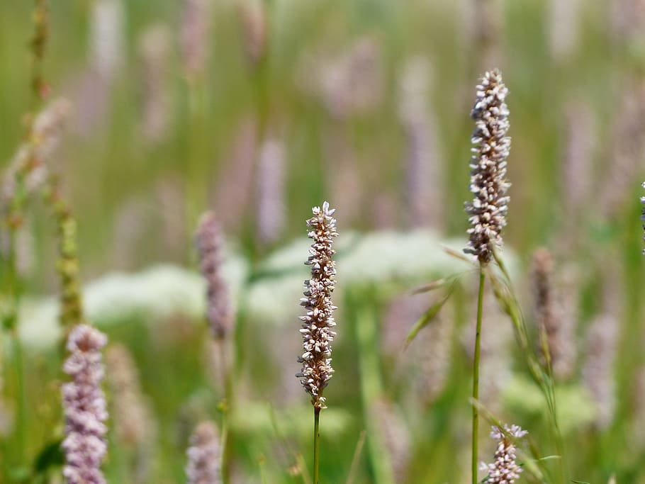 ทุ่งหญ้า, งู Knotweed, bistorta officinalis, persicaria bistorta, รายงาน Knotweed, รูปหลายเหลี่ยม, polygonaceae, รากงู, หญ้า, ทุ่งหญ้าเปียก, วอลล์เปเปอร์ HD