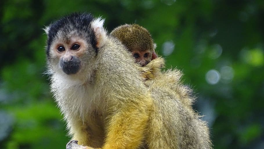 Little monkey, monkey, mother and child, apenheul, animal, cute, nature ...