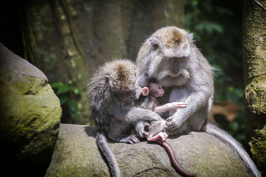 Ape, monkey baby, monkey forest, family, äffchen, protected, cared for ...