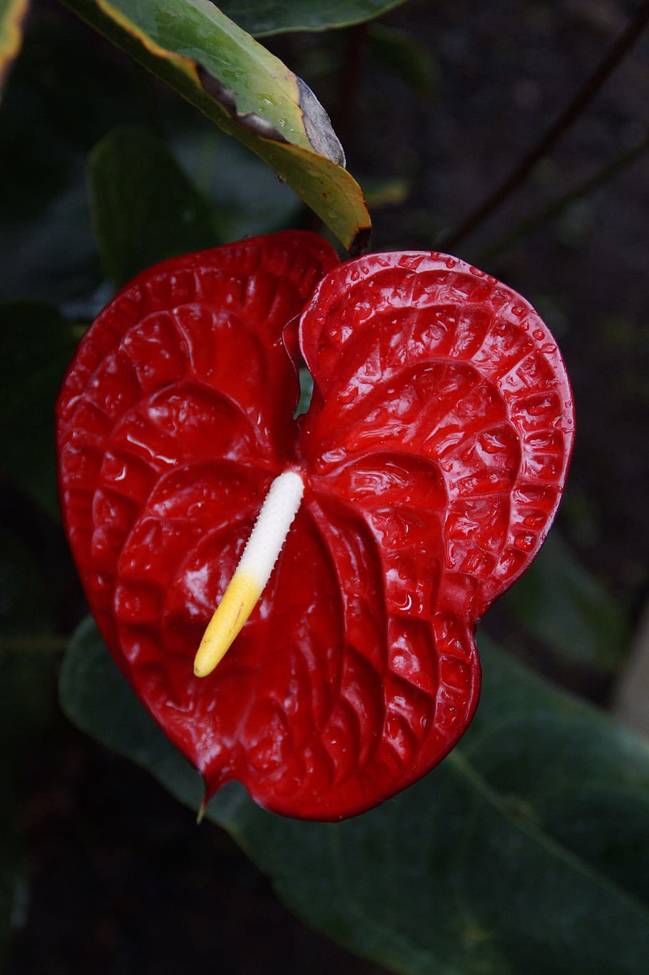 Anturio, naturaleza, anturio rojo, rojo, flor, decoración, hermoso