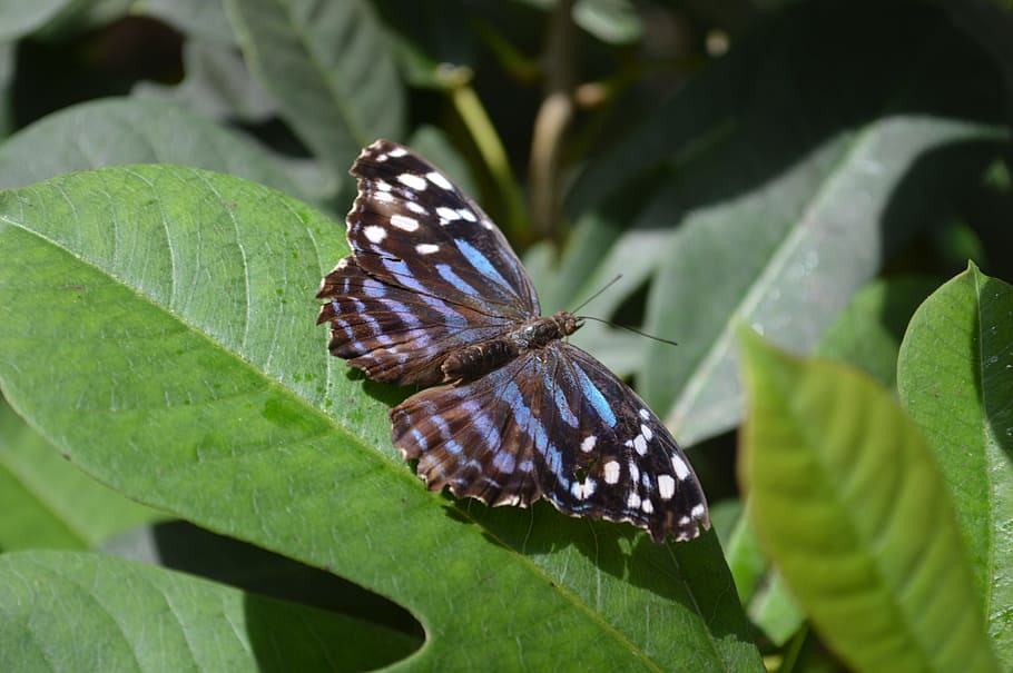 Mariposa negra y azul que se encarama en la planta de hojas verdes ...