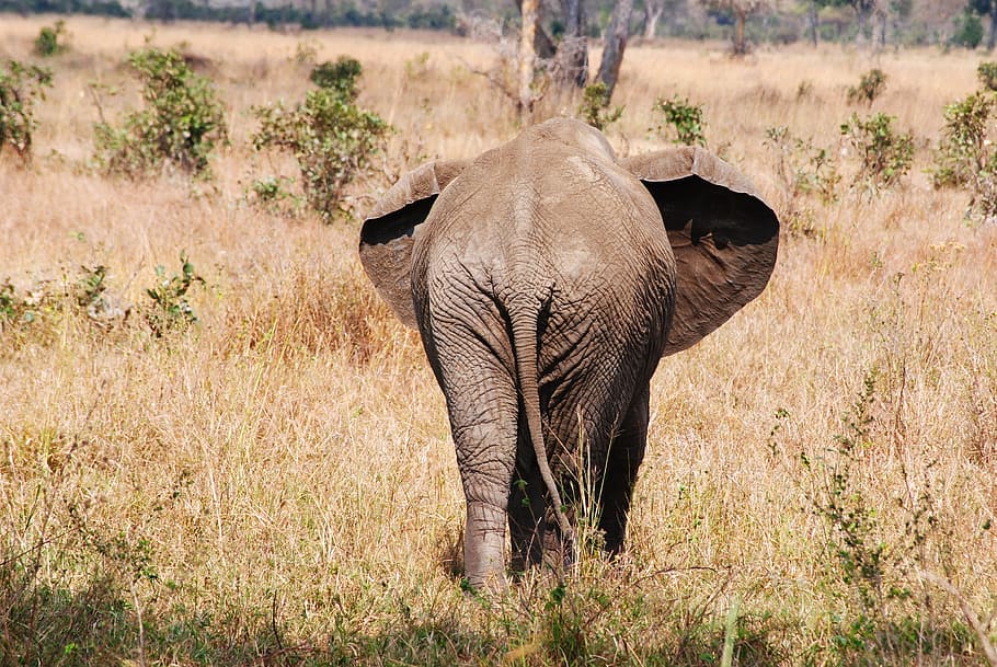 ช้างในทุ่งหญ้า, Safari, แทนซาเนีย, แอฟริกา, อุทยานแห่งชาติ, สัตว์, สัตว์ป่า, ช้าง, ก้น, สัตว์ซาฟารี, สัตว์ป่า, สัตว์ในป่า, ธรรมชาติ, สะวันนา, สัตว์เลี้ยงลูกด้วยนม, ช้างแอฟริกา, เคนยา, สัตว์ป่าสงวน, พื้นที่รกร้างว่างเปล่า, สัตว์กินพืช, สัตว์และสัตว์เลี้ยง, ใหญ่, แอฟริกาตะวันออก, อุทยานแห่งชาติ Serengeti, สัตว์ป่า, ที่ราบ, กลางแจ้ง, สัตว์เลี้ยงลูกด้วยนม, สัตว์ใกล้สูญพันธุ์, สัตว์ป่า, สัตว์ชนิดเดียว, วอลล์เปเปอร์ HD