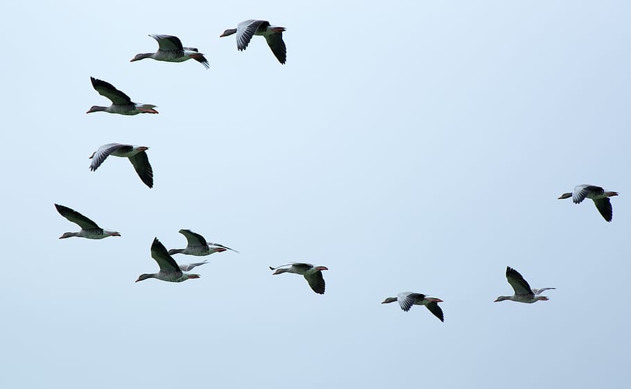 การถ่ายภาพฝูงนกที่บินอยู่ในการบินฝูงนกฝูงนกอพยพห่านห่านป่าบินการสร้างนกท้องฟ้า, วอลล์เปเปอร์ HD