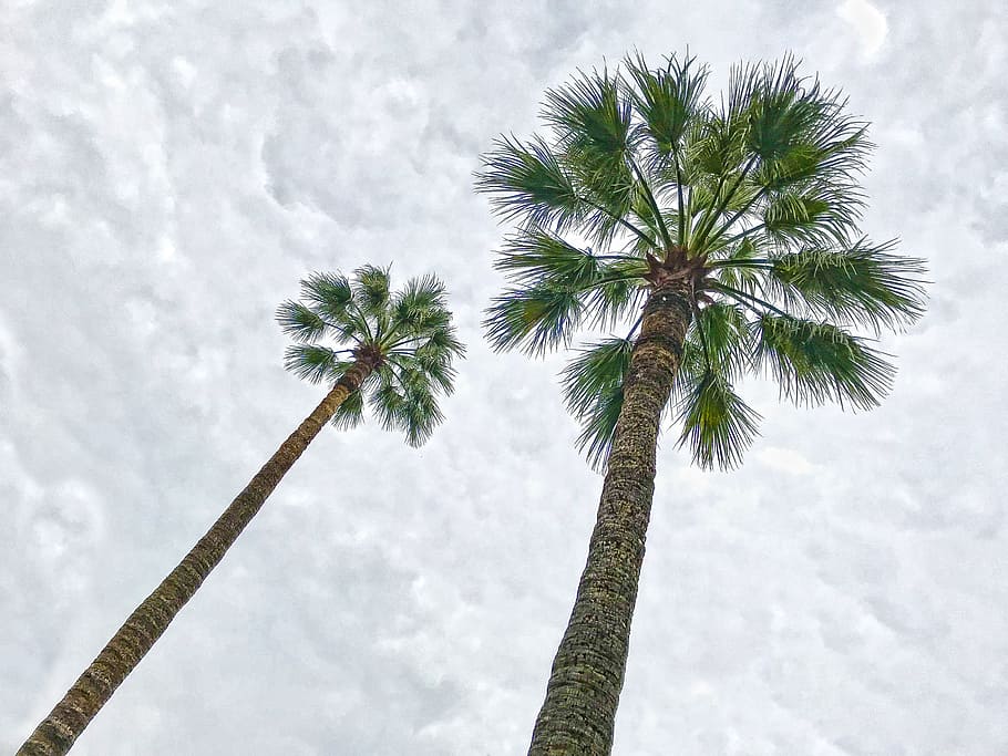 Palm trees, saint tropez, france, mediterranean, holiday, holidays, sun