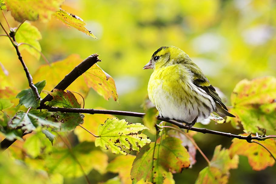 นกสีเขียวและสีเทาบนกิ่งไม้นกสีเหลืองตกฤดูใบไม้ร่วงธรรมชาติมีสีสันสาขาเกาะอยู่, วอลล์เปเปอร์ HD
