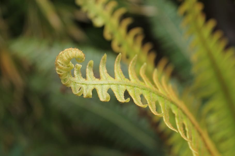 Garden, plant, fern, flower garden, flower, nature, spring, green ...