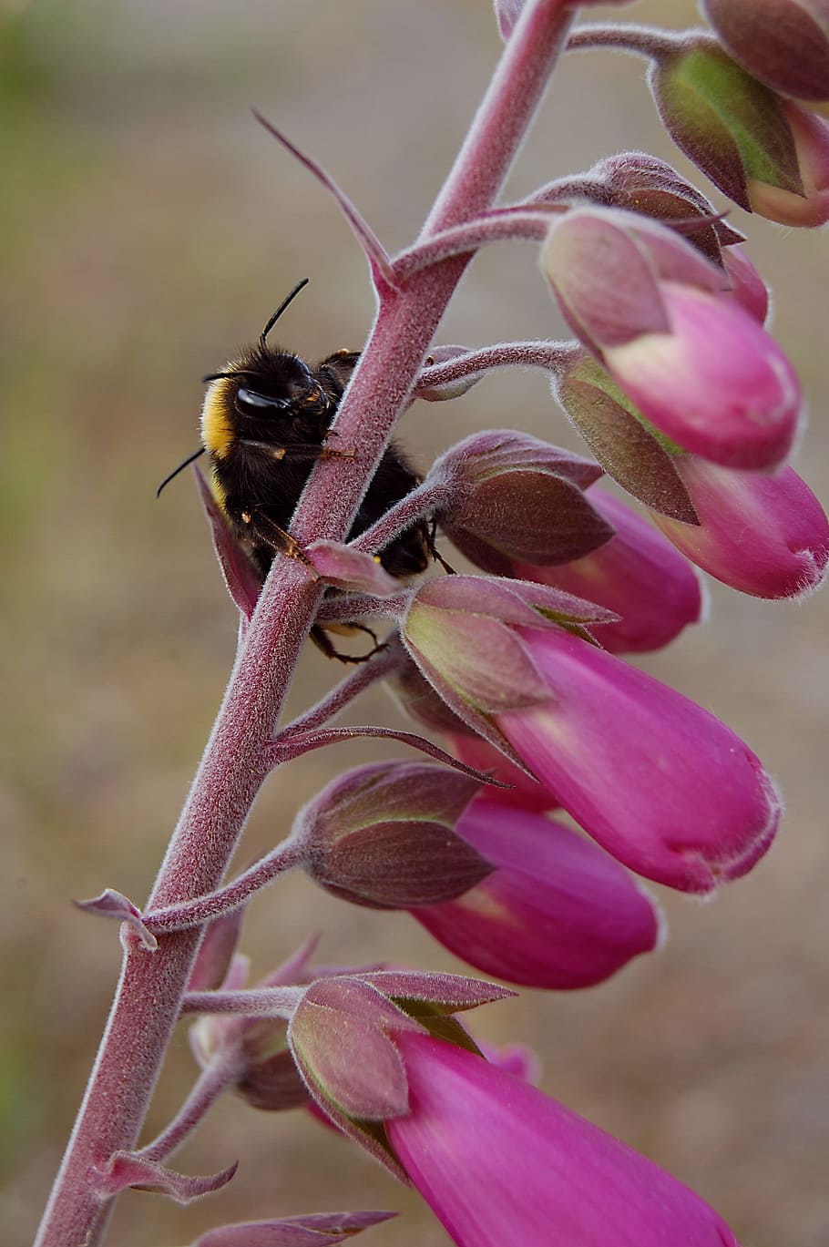 bee-stem-foxglove-digitalis-honey-bee-insect-macro-flower