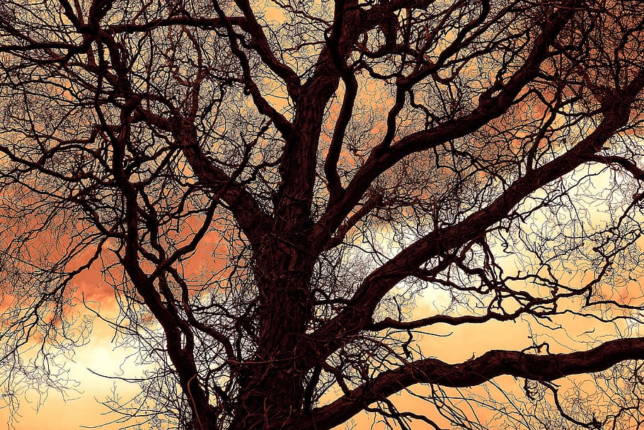 Black tree digital wallpaper, tree, branch, bare, leafless, winter tree