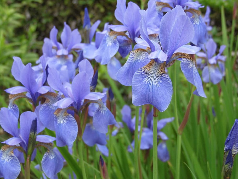 Iris Blue Flower Hd Wallpaper Wallpaperbetter 7165