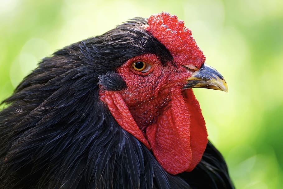 gallo negro, pollo, pájaro, cresta de gallo, plumaje, aves de corral ...