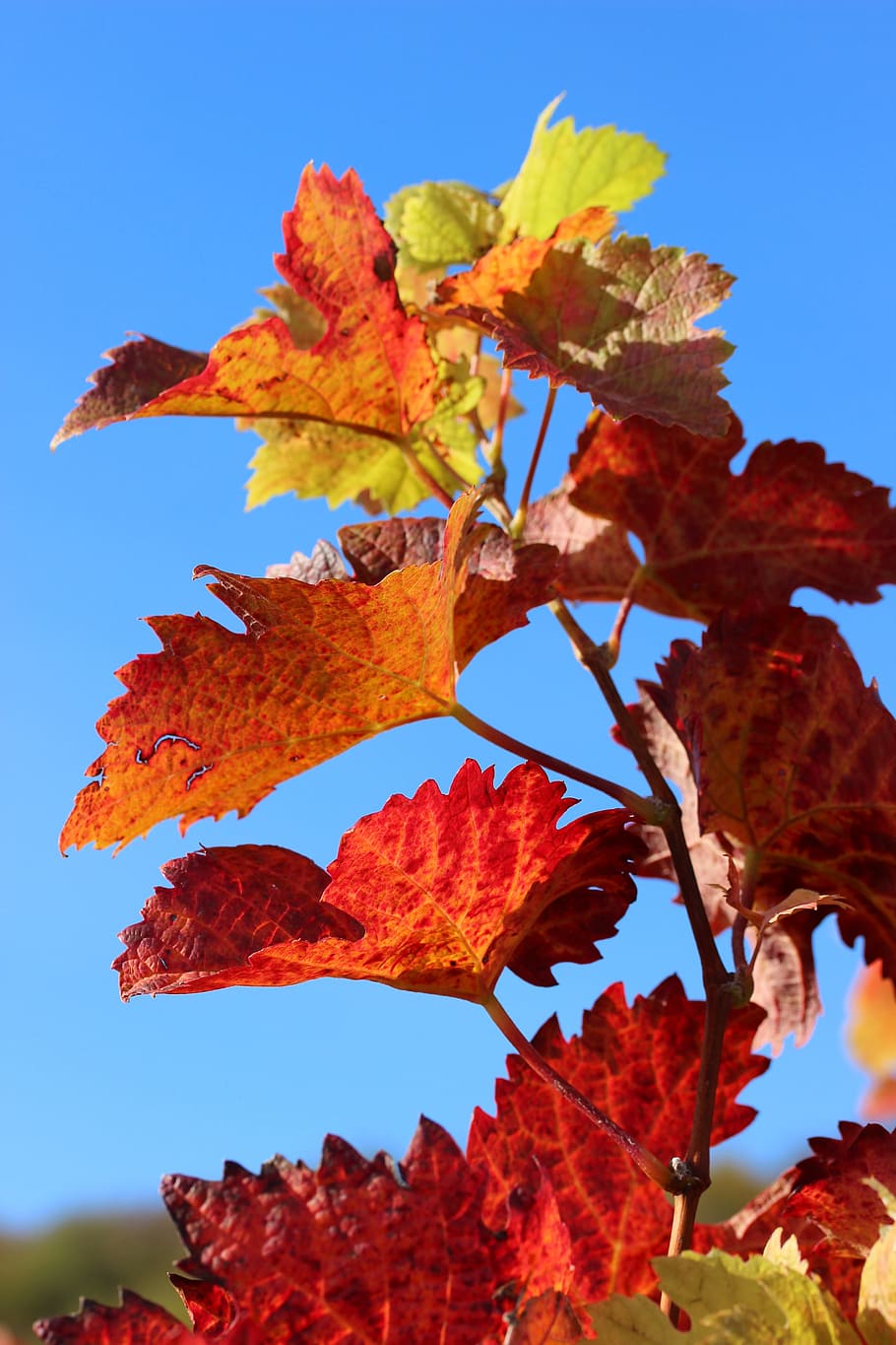autumn, vine, leaves, plant, fall color, rebstock, emerge, red, vine leaves, HD wallpaper