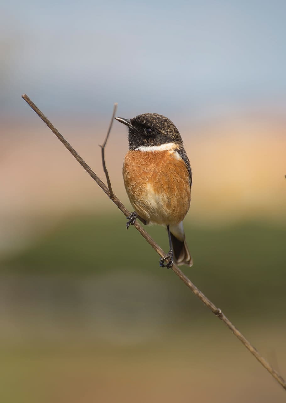 Brown and Black Bird on Brown Tree Branch, animal, avian, bird, macro ...