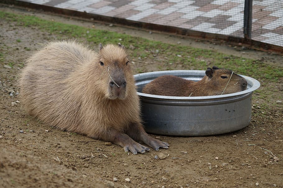 capybara, เก็บเกี่ยวเนินเขา, ของฉัน, วอลล์เปเปอร์ HD