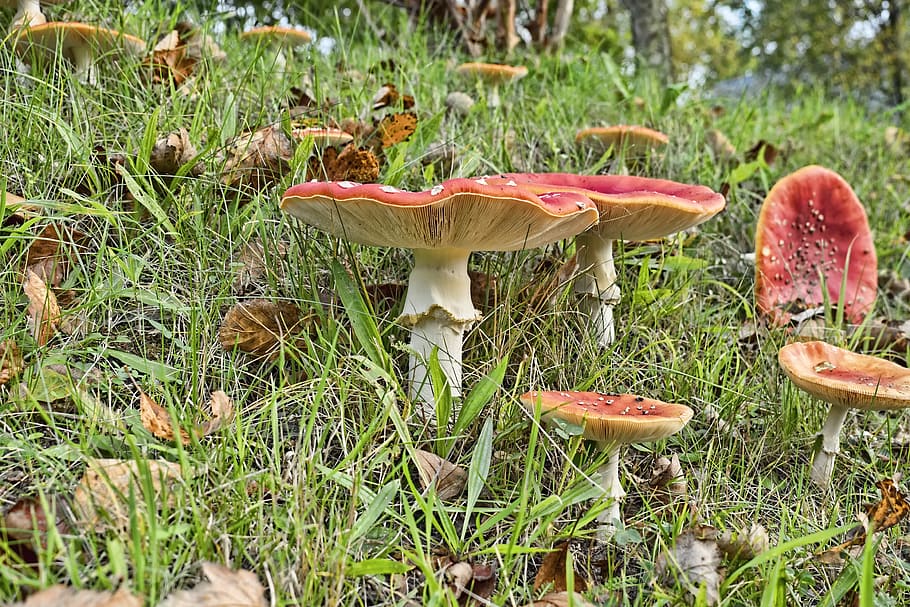 Matryoshka, red fly agaric mushroom, screen, mushroom, forest, garden ...