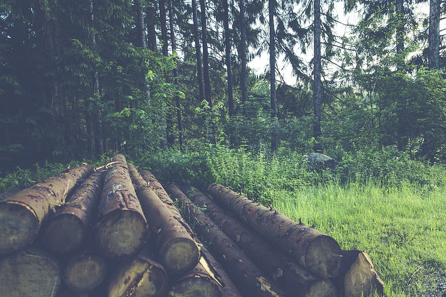 bosque, árbol, naturaleza, paisaje, piñas, estado de ánimo, ramas de