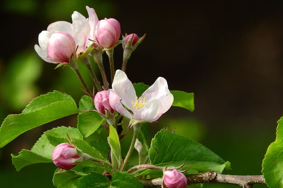 Apple-Blossom, A Blossoming Fruit Tree, Apple-Blossom, Fruit Tree, a ...