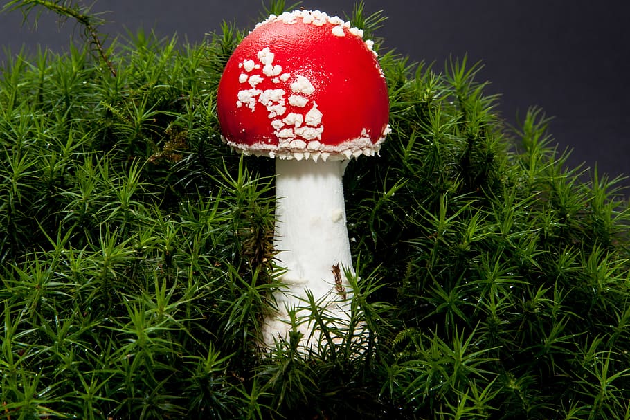 agárico de mosca, amanita muscaria, hongo, sombrero, rojo, rojo señal