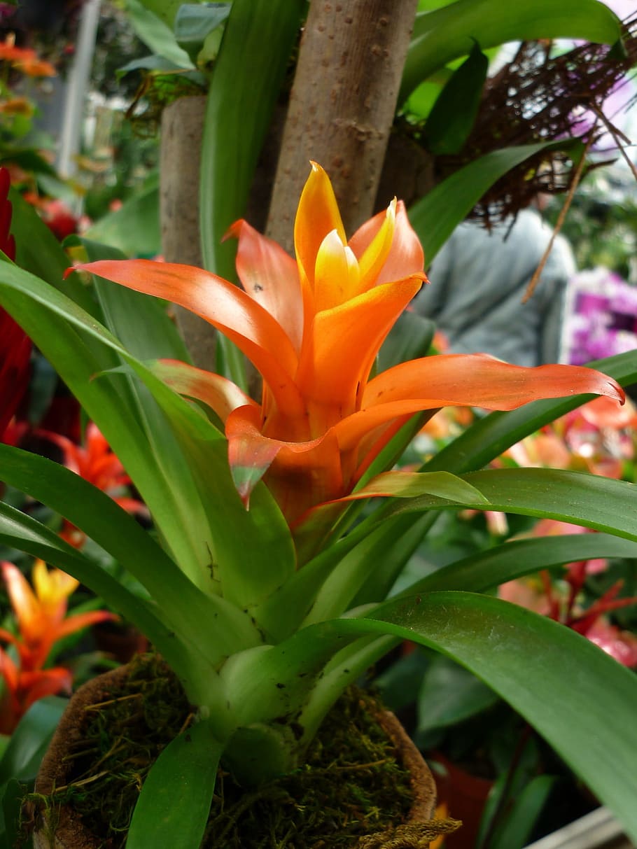 Bromeliad, flower, orange, funnel-flowering, sword-leaved, blattrosette ...