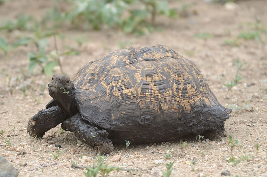 Tortoise, muddy, reptile, animal, wildlife, creature, mud, dirty ...