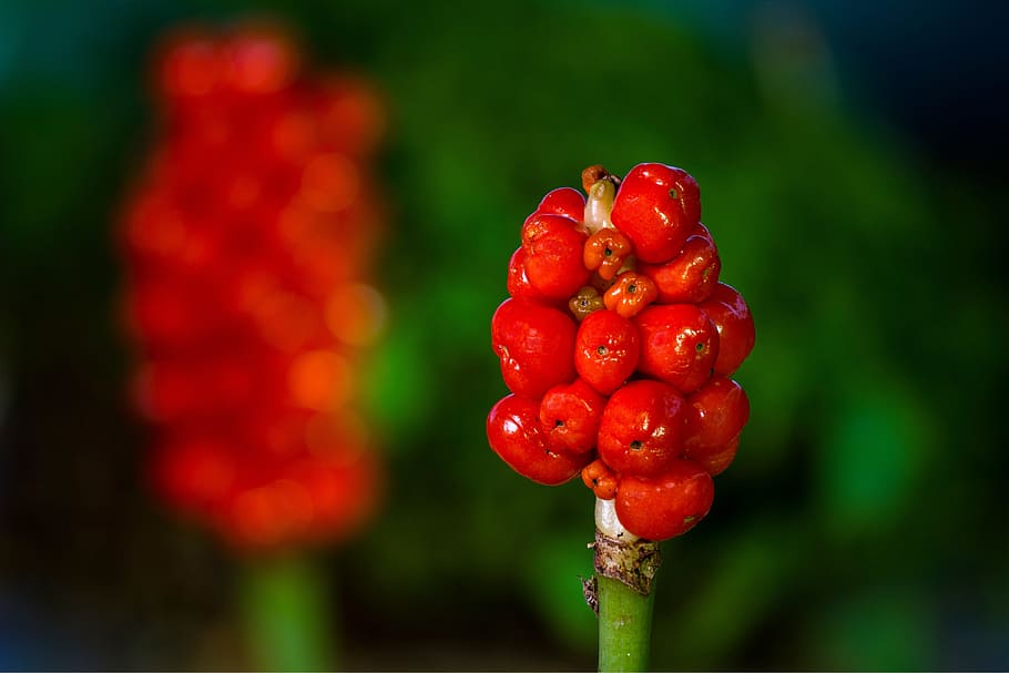 aerosol, infructescence, poisonous plant, red, HD wallpaper