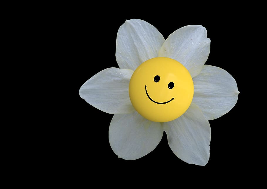 ดอกไม้กลีบดอกสีขาวพร้อมภาพโคลสอัพ emoji, ดอก, เบ่งบาน, ดอกไม้, ยิ้ม, อีโมติคอน, ยิ้ม, มีความสุข, ความสุข, โชค, ซามูเอล, สีเหลือง, ดวงอาทิตย์, ทั้งหมด, ความสุขของชีวิต, ขาว, วอลล์เปเปอร์ HD