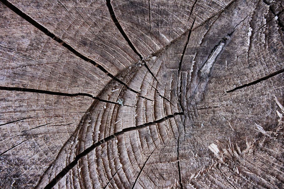 Tree, abstract, wood, log, rough, tree log, closeup, desktop background ...