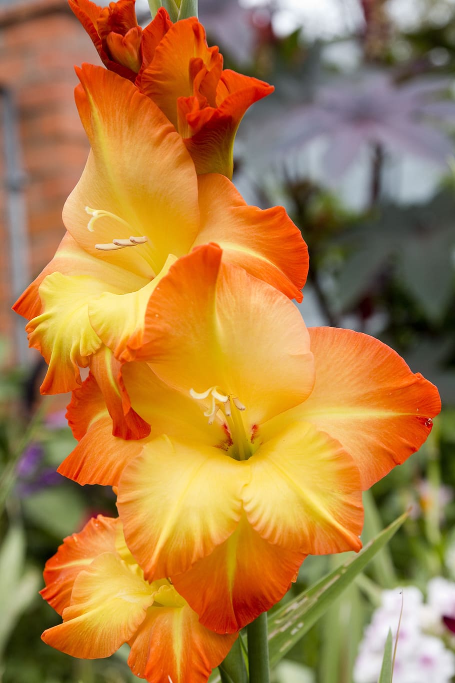 Close-up photo of orange-and-yellow gladiola flowers, Gladiolus, Flower