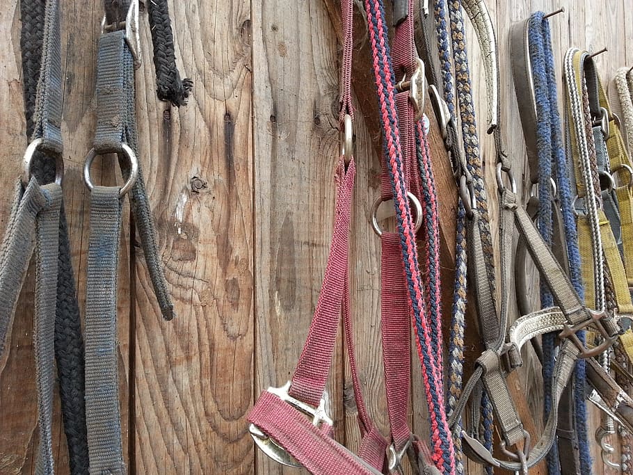 Harness lot, bridle, stall, horse, saddle, reiter, HD wallpaper