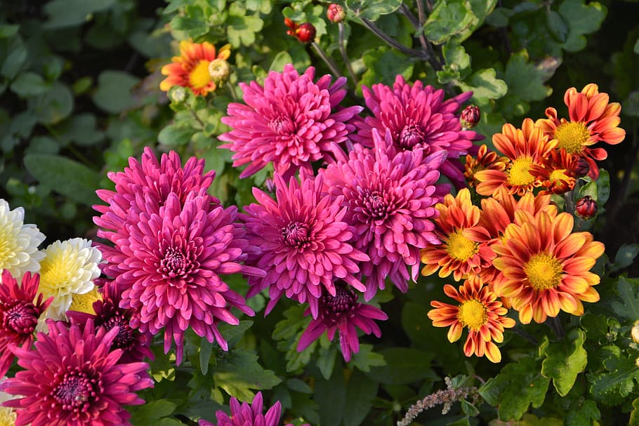 Selective focus photography of pink and yellow petaled flowers, flower ...