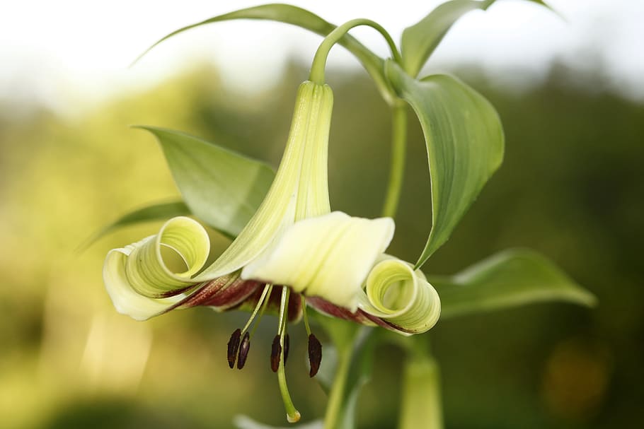 Lily, lilium nepalense, nepalinlilja, flower, HD wallpaper ...