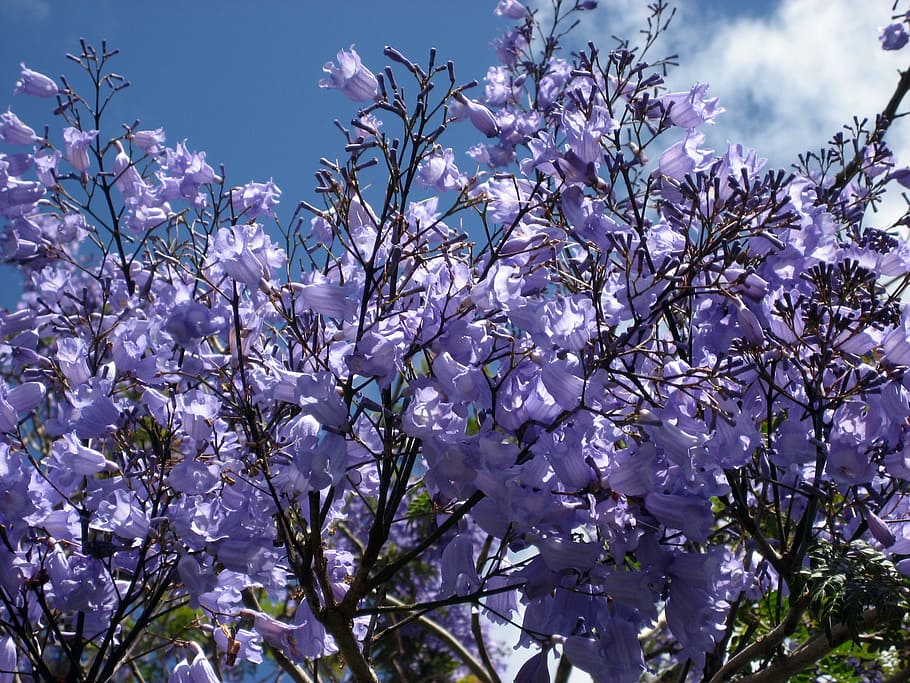 ดอกไม้สีม่วง, ดอก jacaranda, ออกดอกสีฟ้า, ต้นไม้ - เฟิร์น, ต้นไม้, ชื่อ jacaranda, สายพันธุ์สีฟ้าสดใส, ครอบครัว bignoniaceae, นิวซีแลนด์, ออกดอกในช่วงฤดูร้อน, ตก, ความสูง 15 เมตร, กิ่งไม้ดอก, สวน, พฤกษศาสตร์, สนาม, ธรรมชาติ, ภูมิประเทศ , ท้องฟ้าสีฟ้า, เมฆขาว, ปลูก, พืช, วัฒนธรรม, ต้นไม้ดอก, ดอกไม้, วอลล์เปเปอร์, วอลล์เปเปอร์ HD
